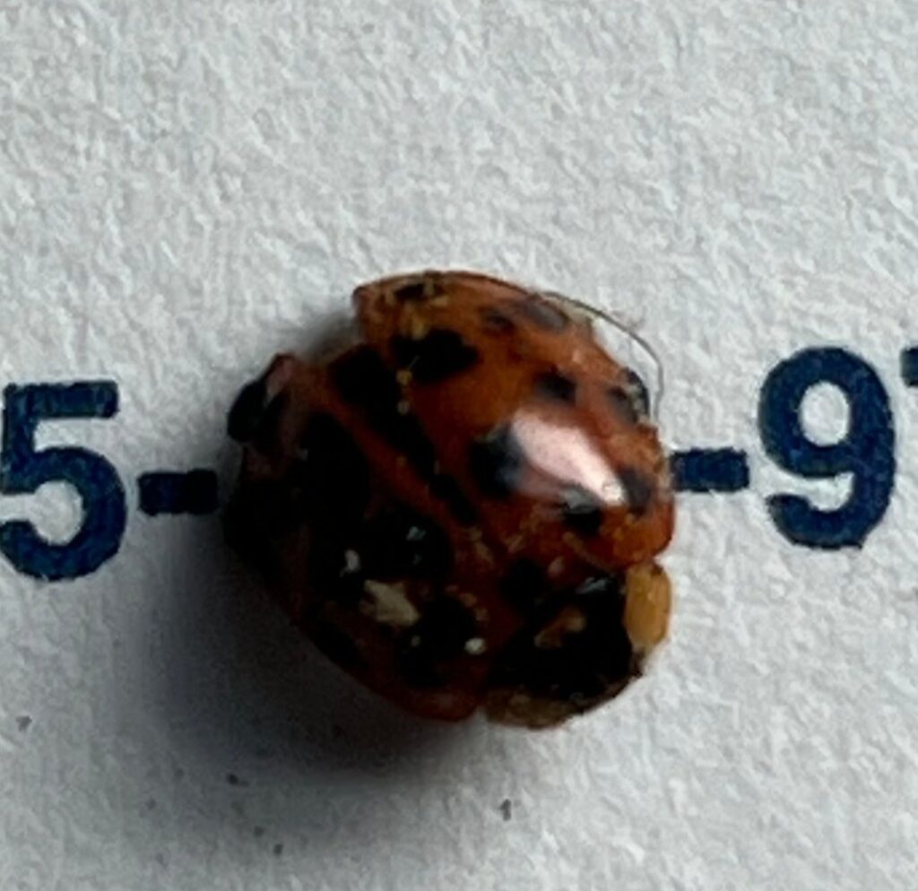 An Asian lady beetle on a U.S. Pest card