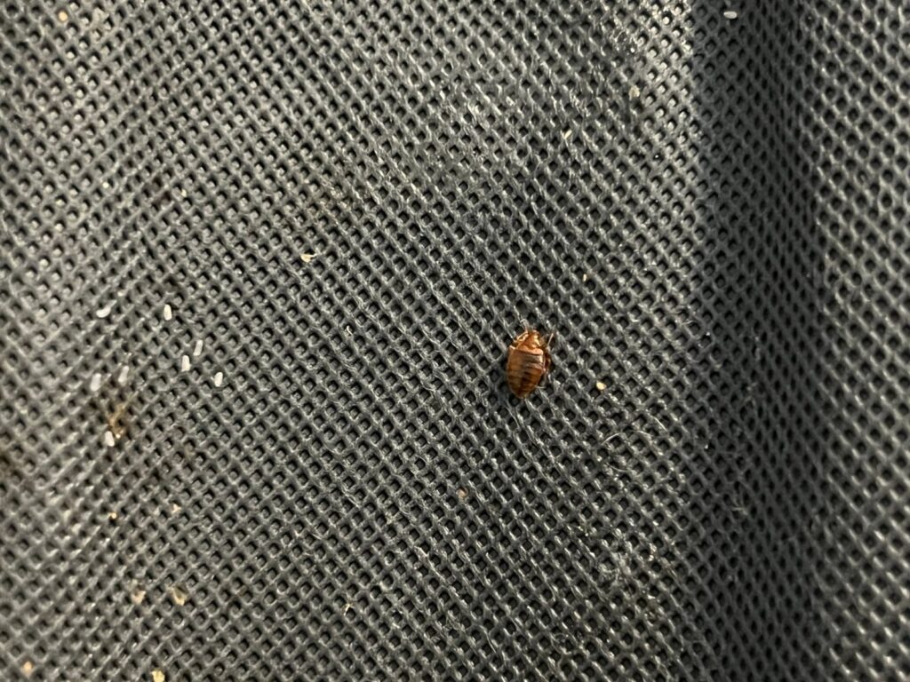 A young bed bug with tiny white eggs nearby