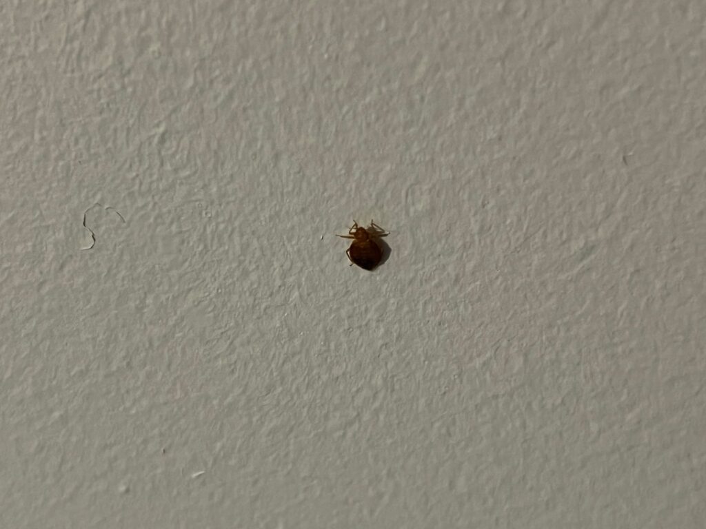 A bed bug on a bedroom wall