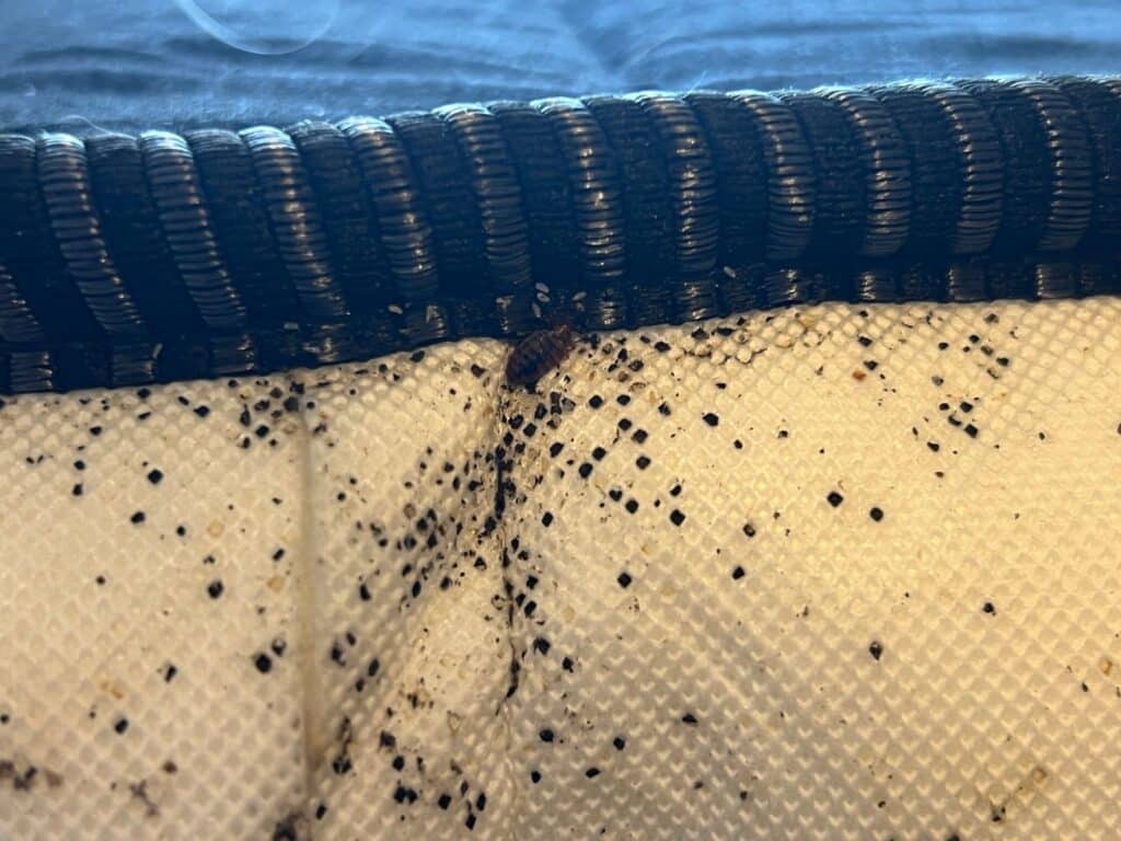 A live bed bug, white eggs, and dark droppings along a mattress seam