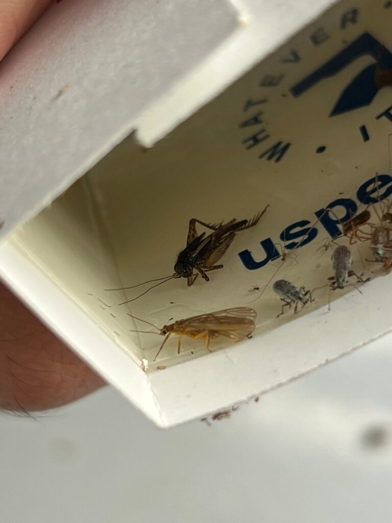 A U.S. Pest monitoring board with a cricket and weevils caught inside