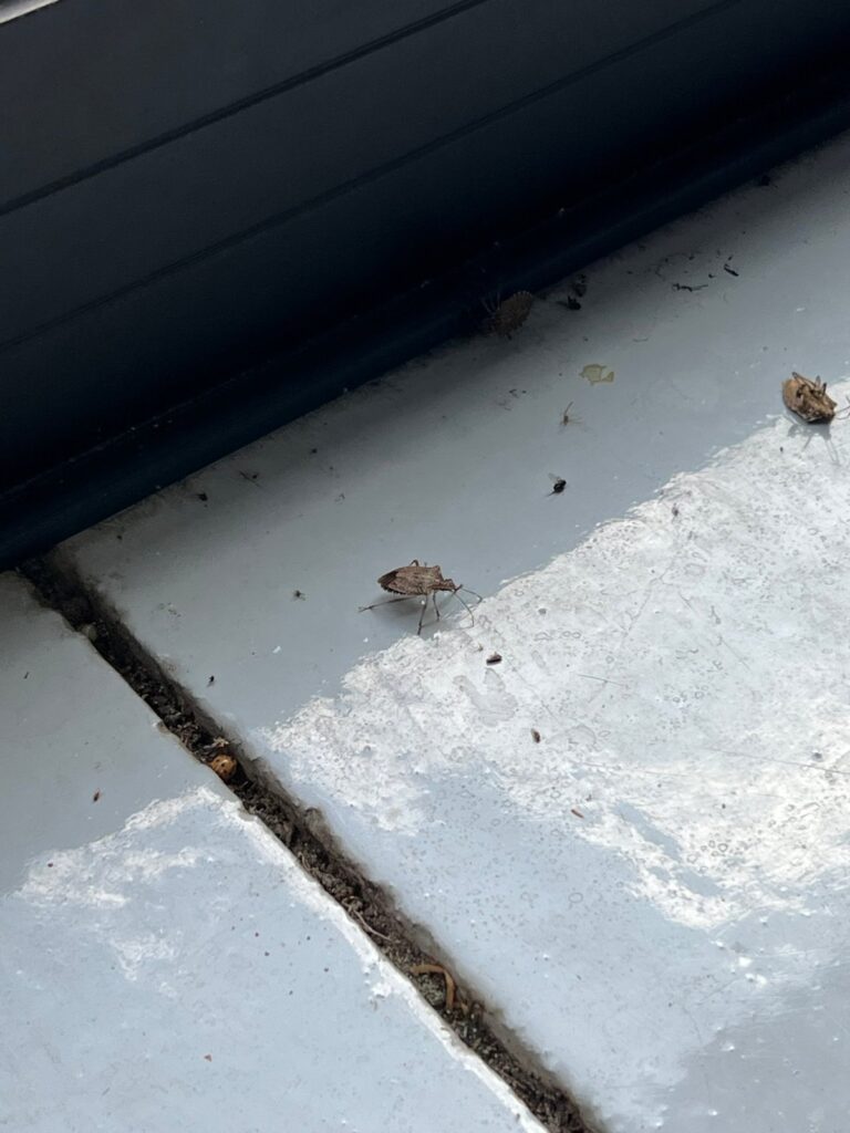 A stink bug on a window sill with a lady beetle in the crack beside it