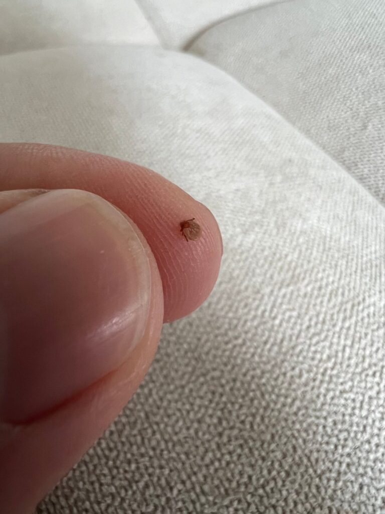 A small tick on a fingertip