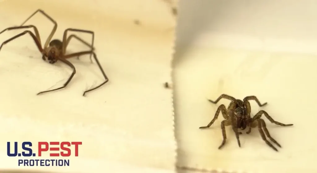 Why Am I Seeing Big Wolf Spiders in My Home This Fall? 5 Glue trap catching brown recluse spider along garage wall in Middle Tennessee home