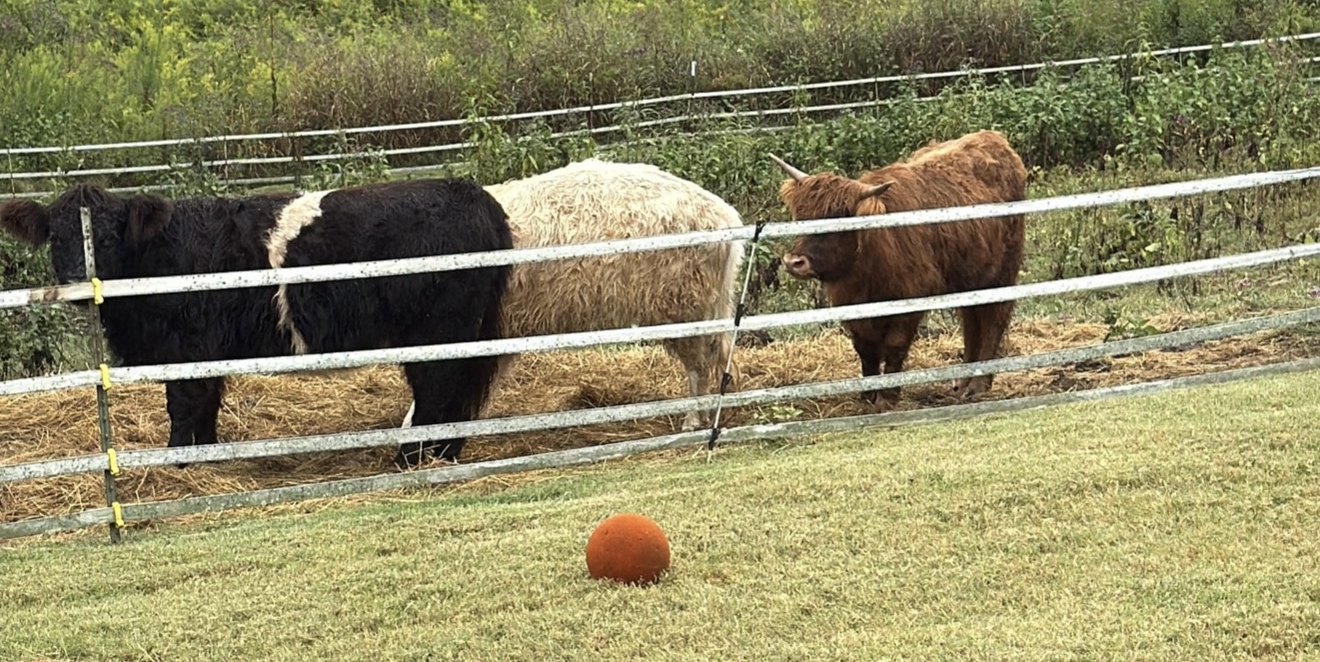 Cattle in a fenced pasture at Buttercup Farm, the Sumner County farm owned by the family behind U.S. Pest Protection