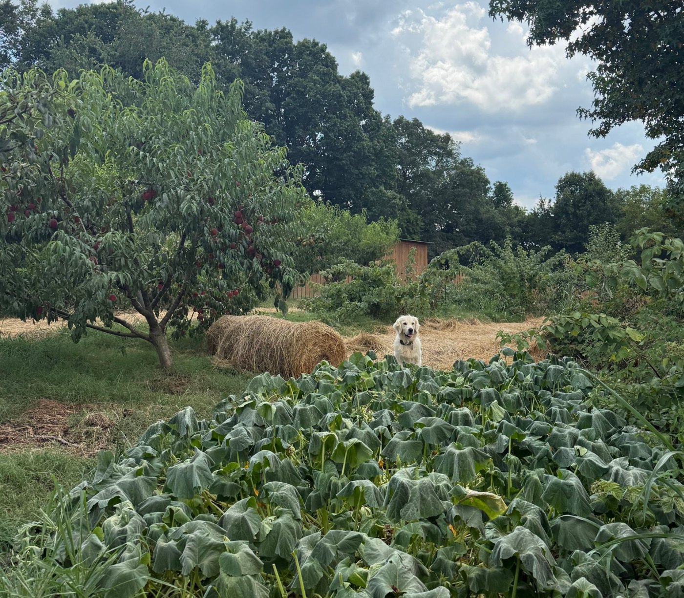 Golden retriever in the orchard and vegetable garden at Buttercup Farm in Sumner County