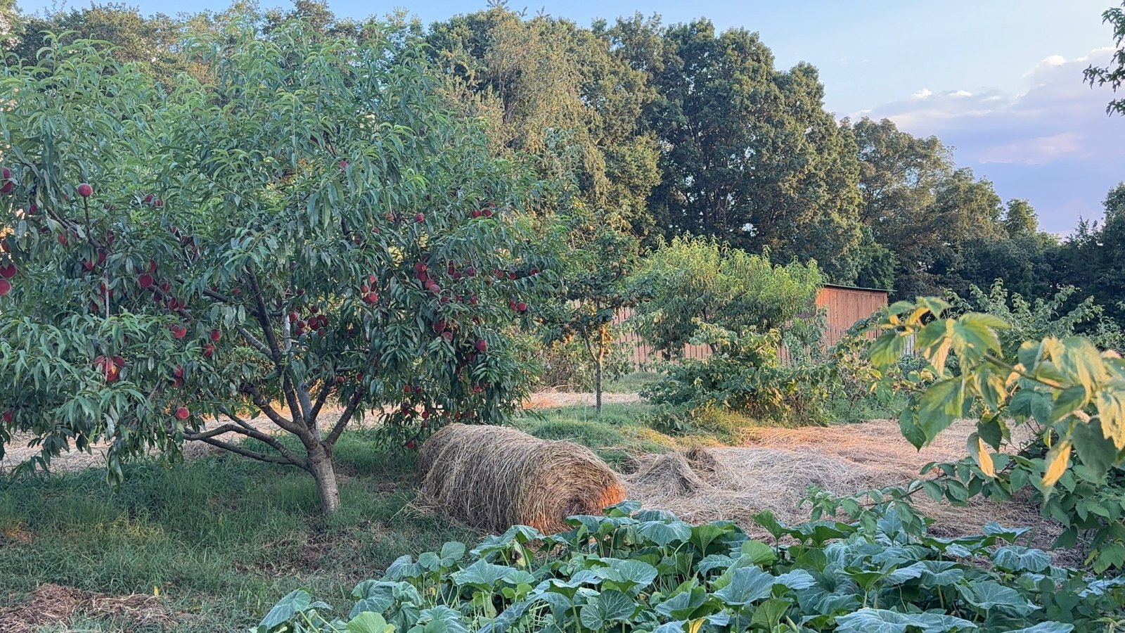 Peach trees, hay and a vegetable garden at Buttercup Farm, the Sumner County farm owned by the family behind U.S. Pest Protection