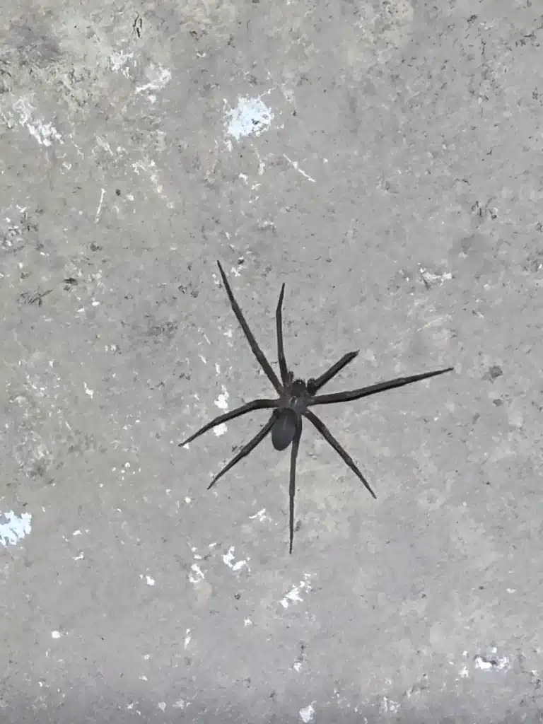 How Do I Know If I Have Brown Recluse Spiders in My Home? 3 Brown recluse spider in the kitchen