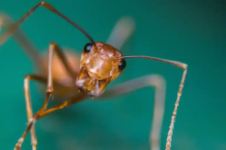 Pest Identifier Guide 4 Close-up of red imported fire ants swarming on disturbed mound in Middle Tennessee yard