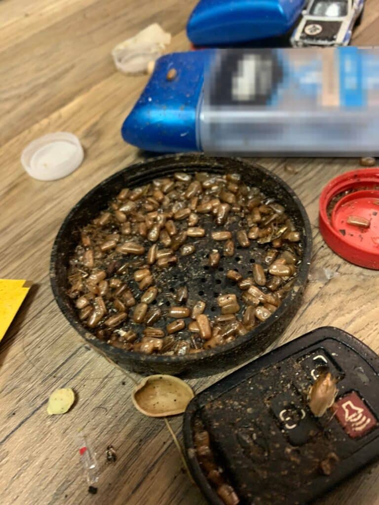 Dozens of German cockroach egg cases collected in a lid in a home