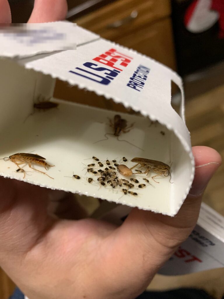 Newborn German cockroach nymphs clustered around an egg case on a U.S. Pest monitoring board