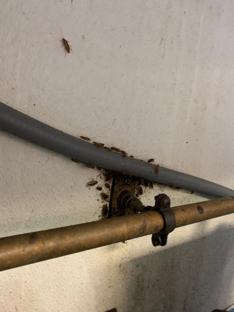 German cockroaches and droppings around a pipe bracket behind a water line