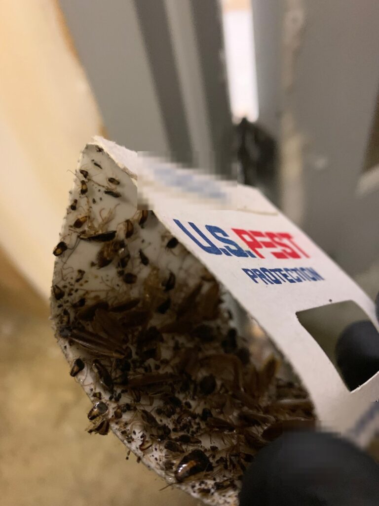 A U.S. Pest monitoring board full of German cockroach adults, nymphs, and droppings