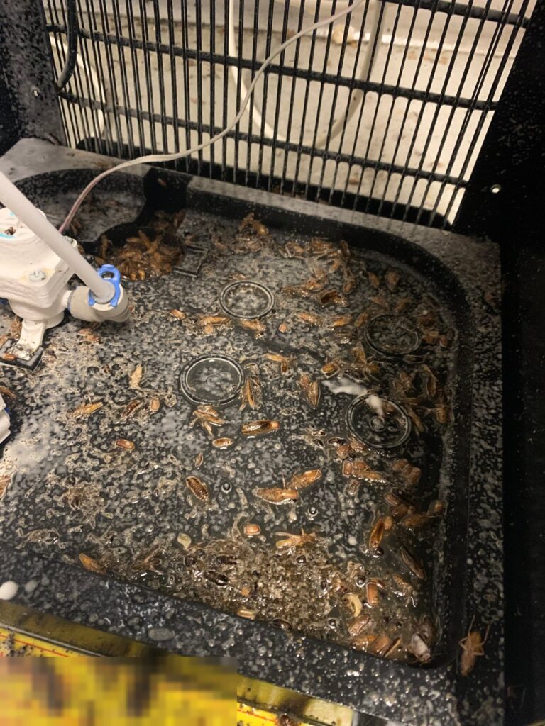 German cockroaches, nymphs, and egg cases in a water dispenser drip tray