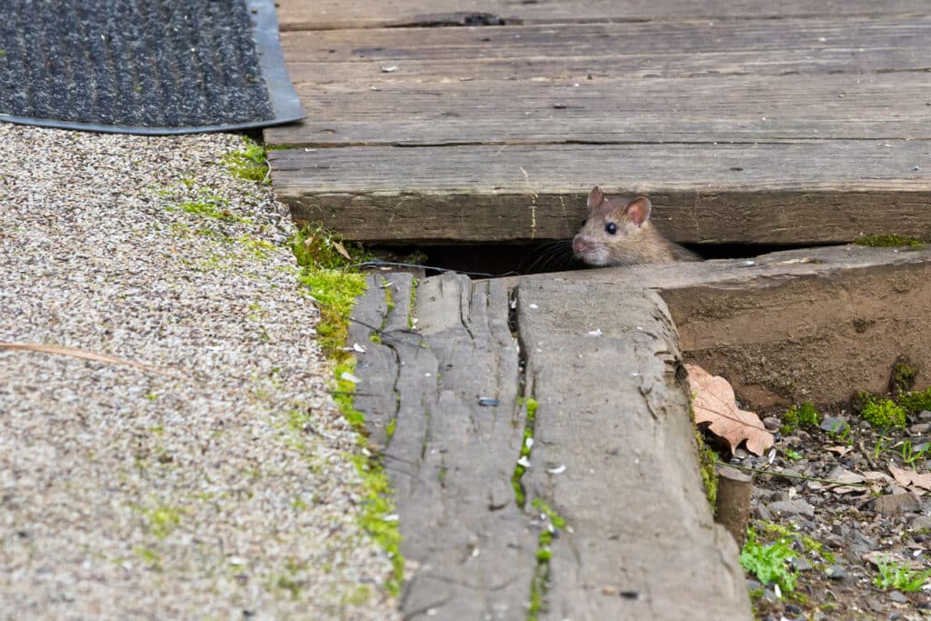 Mouse squeezing through a gap in a deck, showing how mice vs rats can fit through small openings