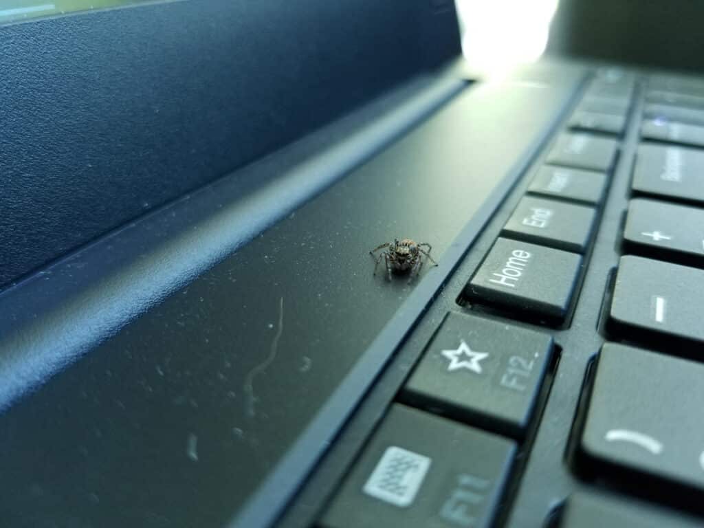 Small spider on a laptop keyboard in a Middle Tennessee office that needs commercial spider control.