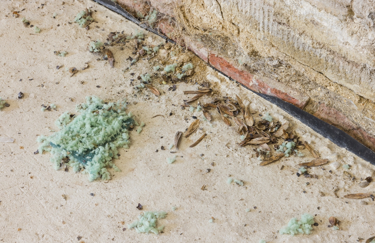 Mouse droppings and chewed seed hulls scattered along a garage floor
