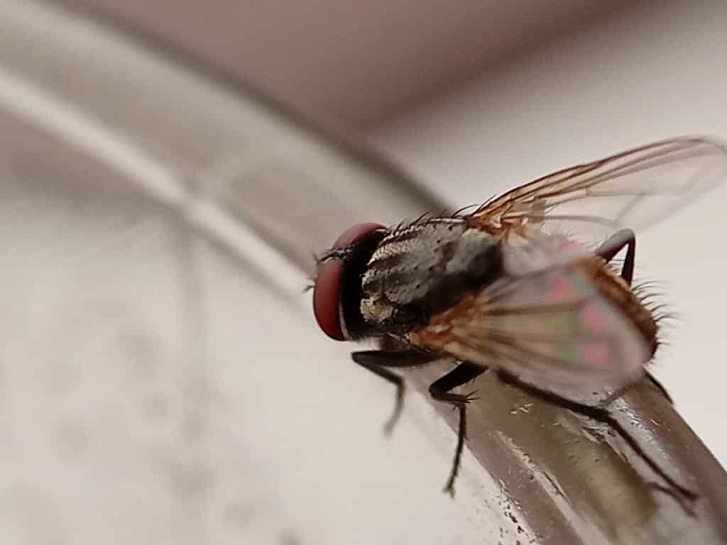 Close-up of a house fly, a common target of commercial fly control.