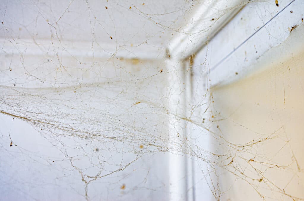 Cobwebs in the corner of a room, a common sign a building needs commercial spider control.