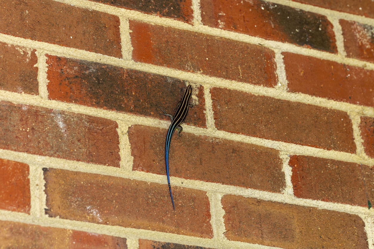 Young five-lined skink with stripes and a bright blue tail climbing a brick wall