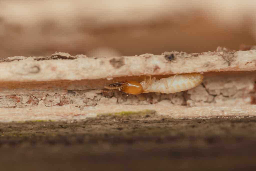 Termites eating wood inside a home, the most common sign of termites in Middle Tennessee