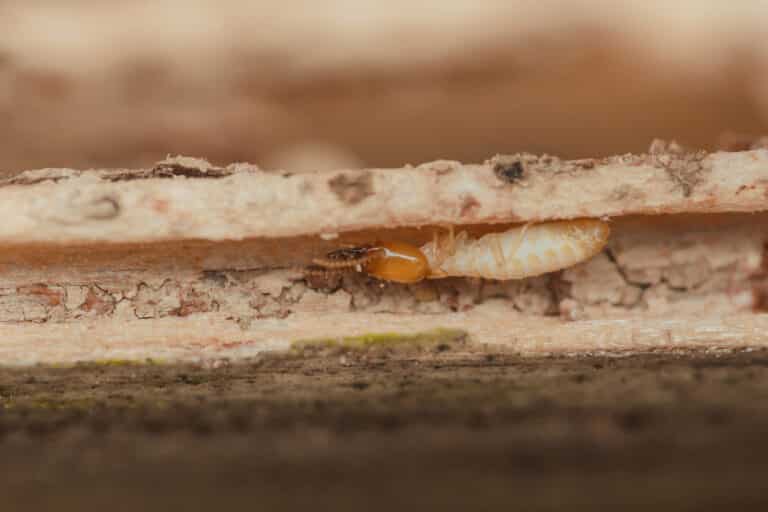 Termite eating wood inside a house, causing structural damage
