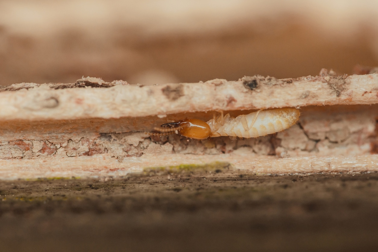 Termite eating wood inside a house, causing structural damage