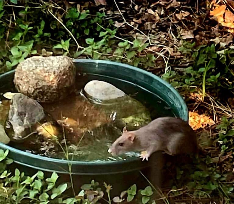 Rats are much bigger than Mice