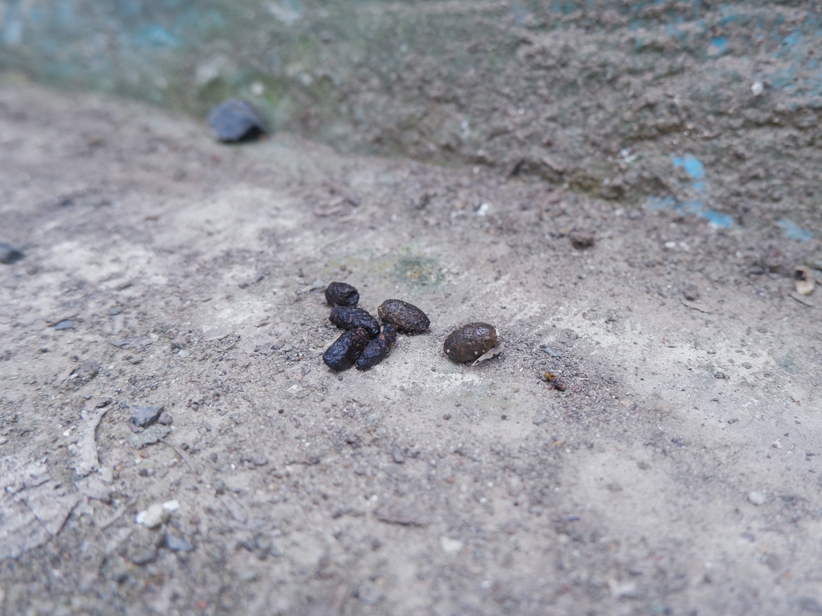 A small pile of large, dark rat droppings on a concrete floor
