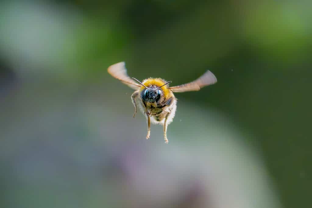 Bumblebee hovering in midair, an insect once thought to defy physics like the termite