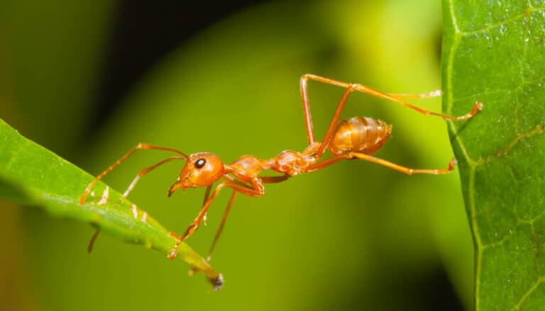 Ant Calls Up 22% in Nashville-Area Homes After Record-Dry September