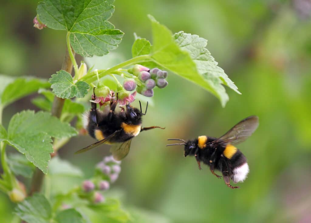 Two bumblebees on a flower