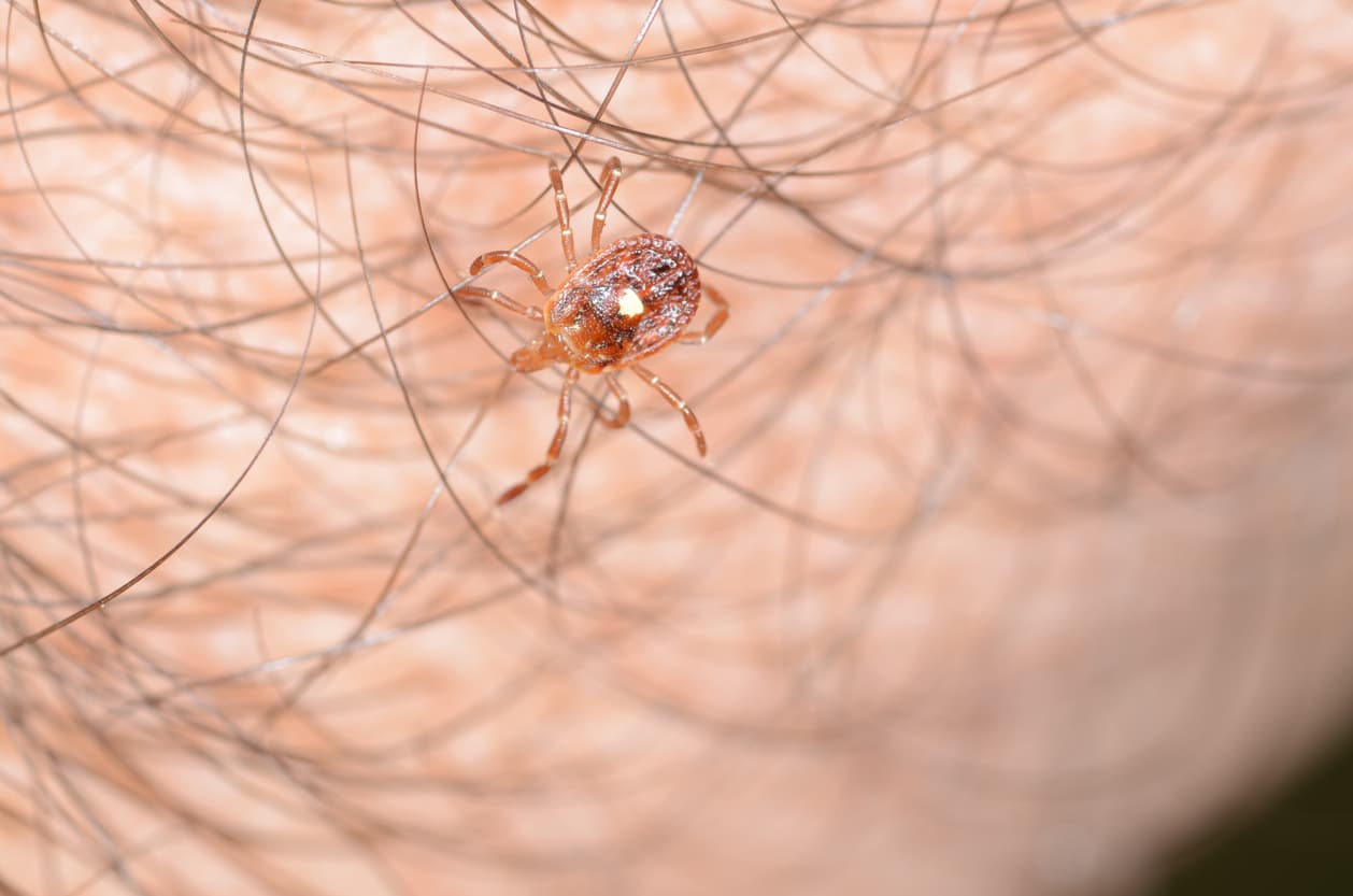 Lone star tick crawling on a person’s arm