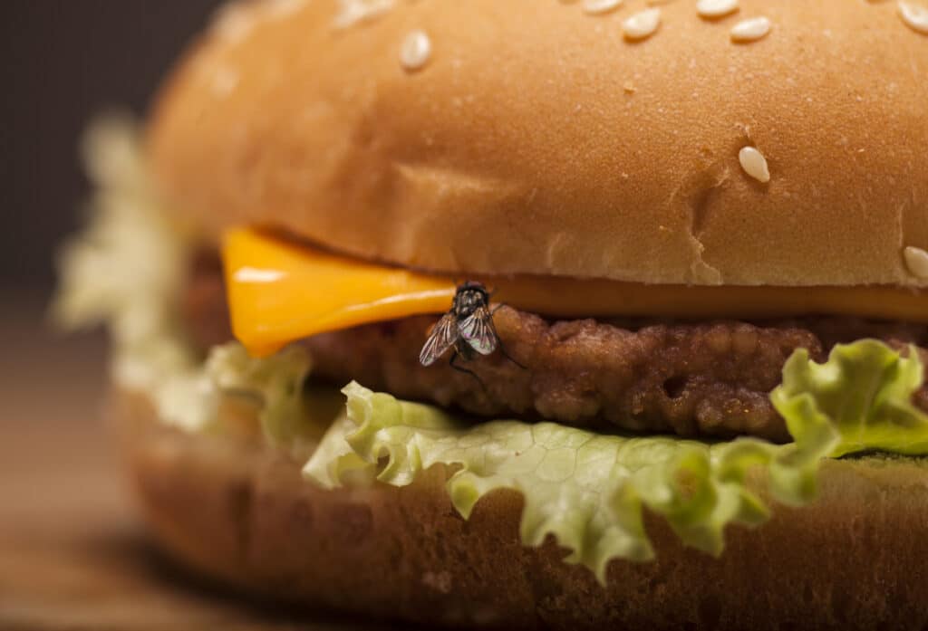 House fly landing on a cheeseburger, the kind of problem commercial fly control prevents in Middle Tennessee restaurants.