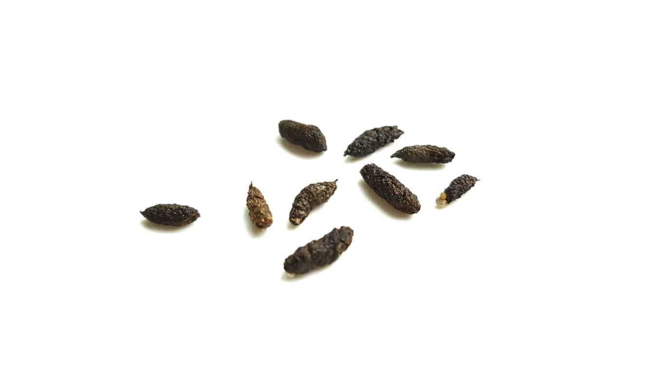 Lizard droppings with a rough, lumpy texture on a white background