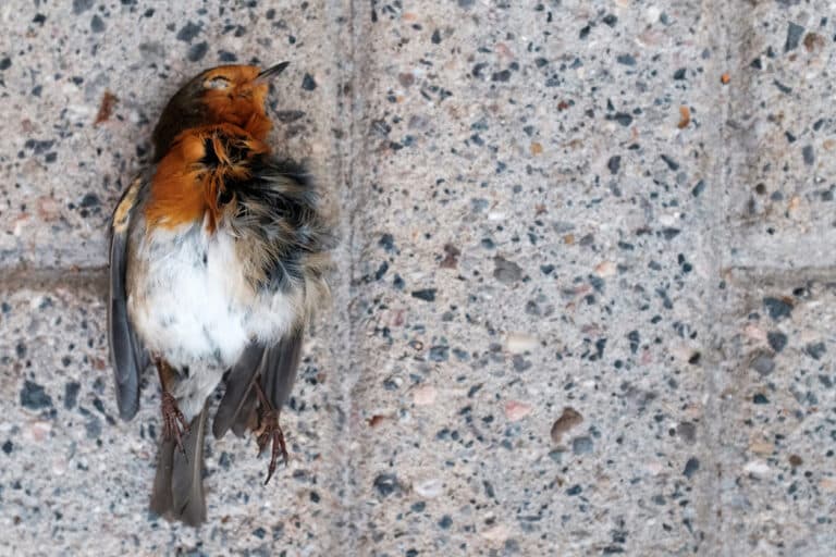 An American robin, the kind of bird found trapped above a drop ceiling