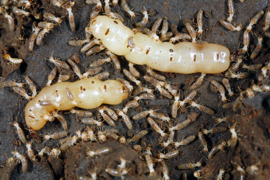 Two termite queens surrounded by worker termites inside a colony