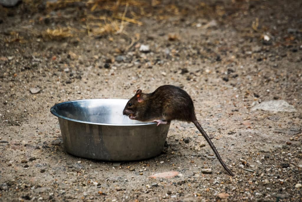 Mouse eating pet food — one clue in telling mice vs rats apart is their size