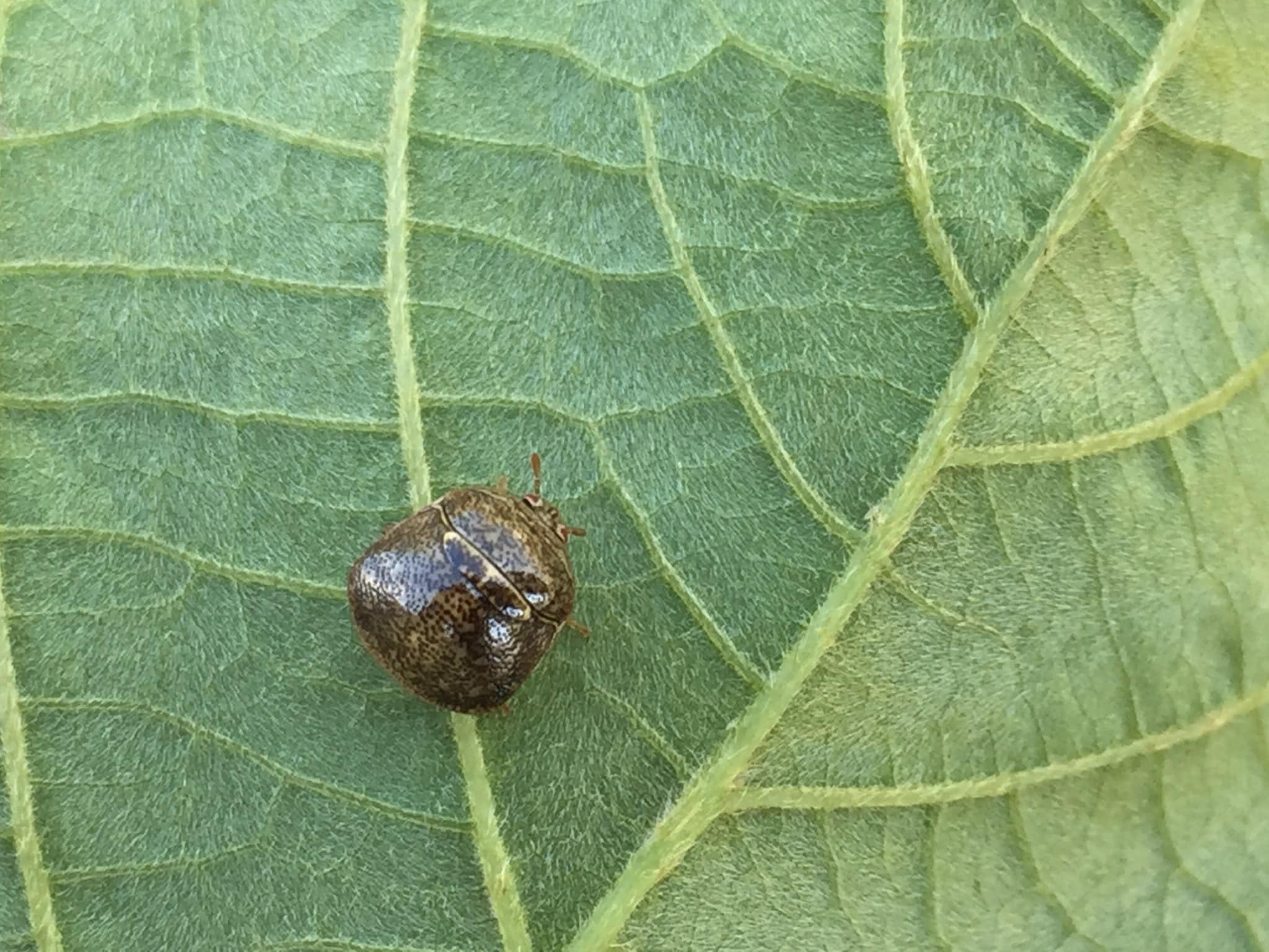 One of the kudzu bugs now found in Tennessee: a small olive-brown speckled bug about the size of a pea on a green leaf