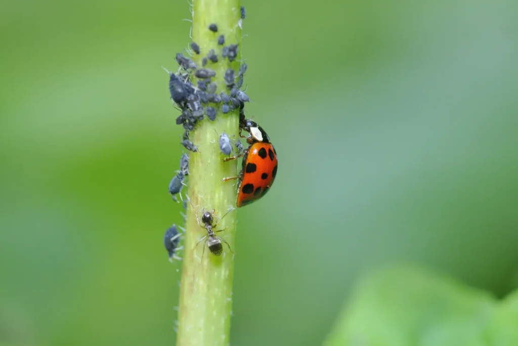 Why Are There So Many Ladybugs on My Home During October? 4 lady beetle adult with aphids