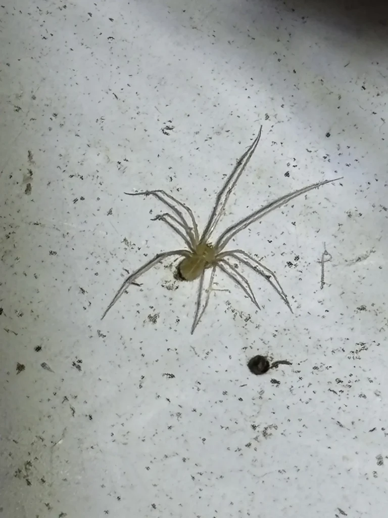 How Do I Know If I Have Brown Recluse Spiders in My Home? 2 Brown recluse spider hiding inside a TN home