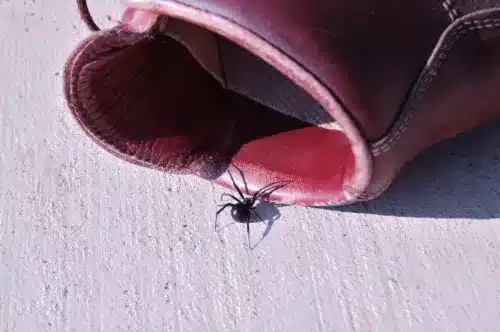 Are Black Widow Spiders Common in Middle Tennessee? 3 Spider in a shoe.