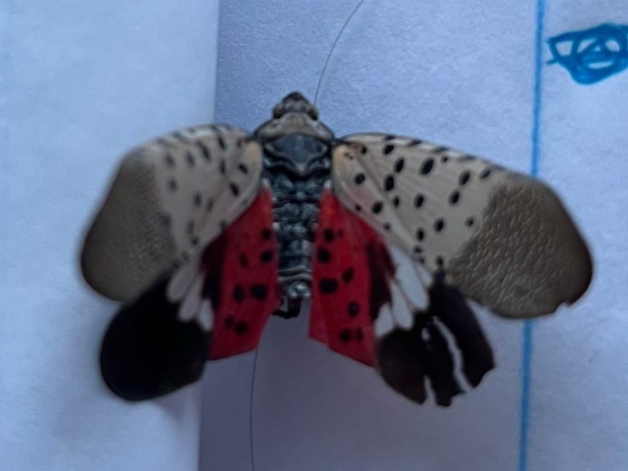 Spotted lanternfly with red hind wings found by U.S. Pest Protection Pest Pro Evan near Hermitage, Tennessee