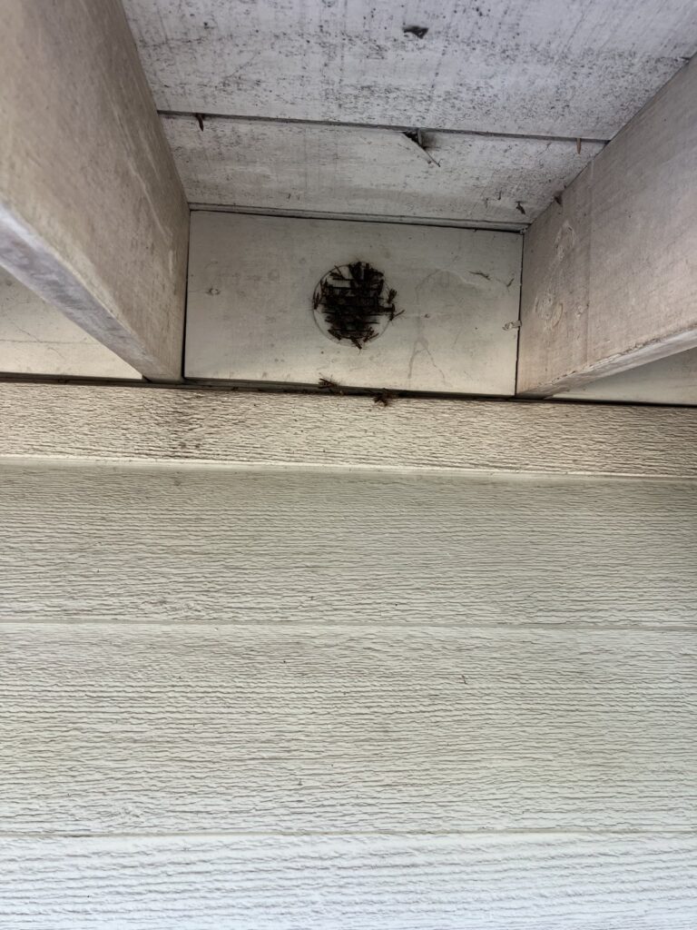 Paper wasps clustered on a nest built over a round soffit vent under a roof overhang