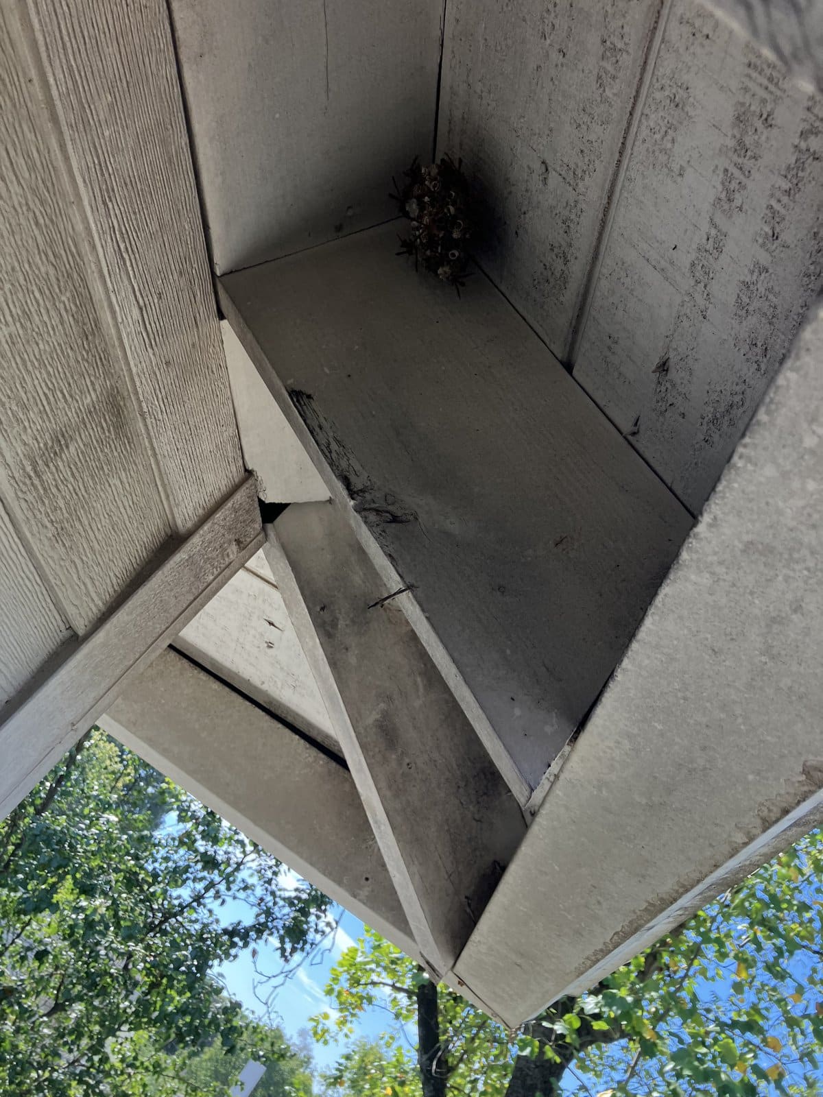 Paper wasp nest tucked into the corner of a third-floor eave on an older home in Sylvan Park, Nashville