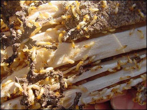 Live termites tunneling through damaged wood found during a U.S. Pest inspection