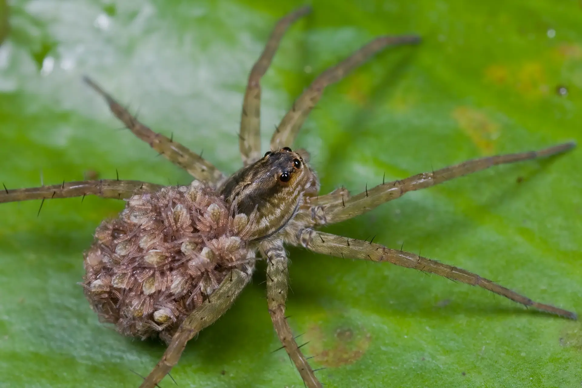 Why Am I Seeing Big Wolf Spiders in My Home This Fall? 2 Wolf spider carrying egg sac on abdomen, common sight in Tennessee homes in October