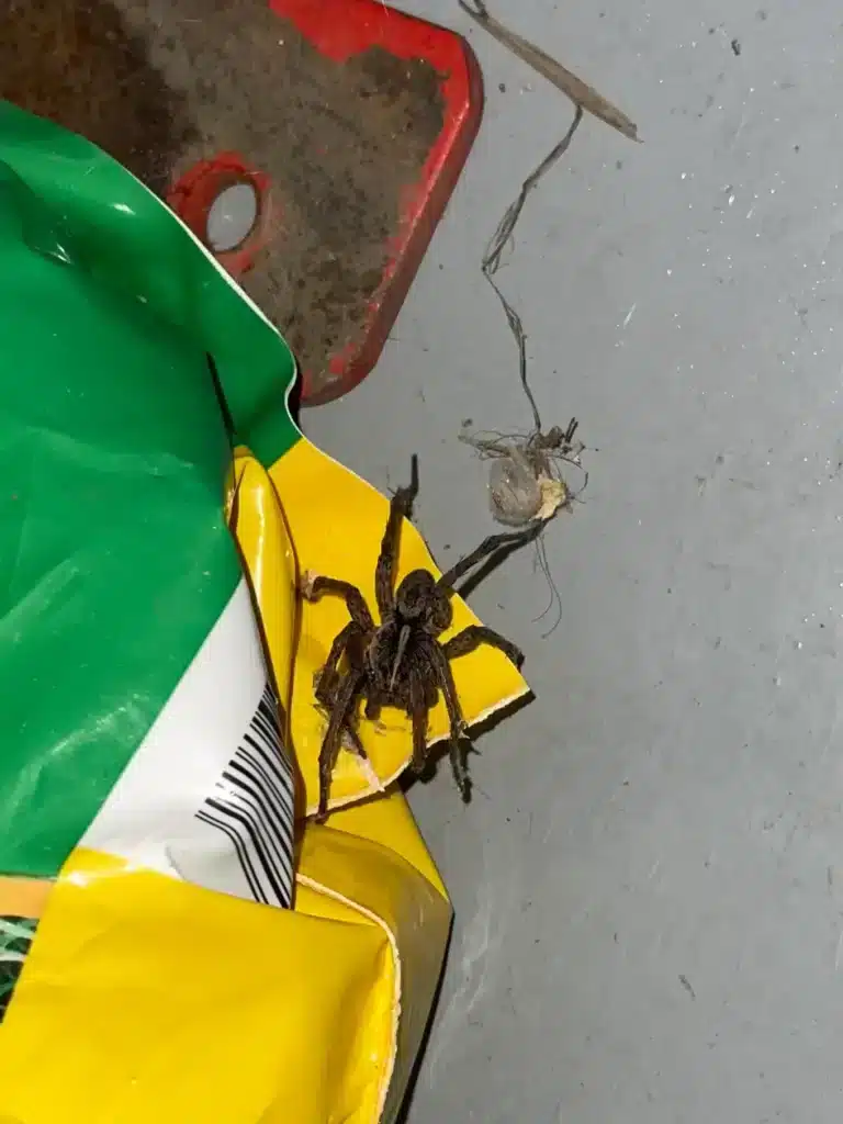 Large wolf spider on garage floor in Middle Tennessee home in the fall