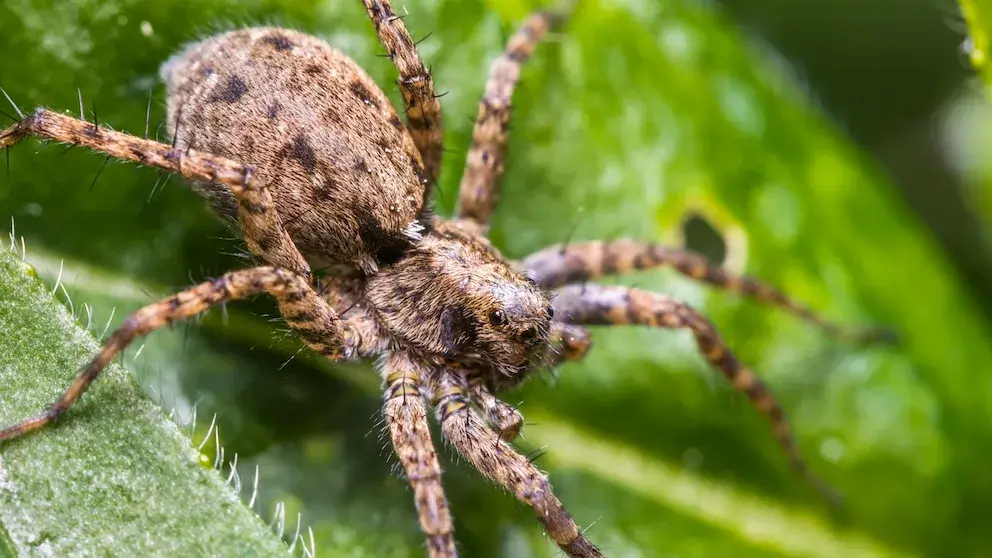 Why Am I Seeing Big Wolf Spiders in My Home This Fall? 3 wolf spider on green leaf