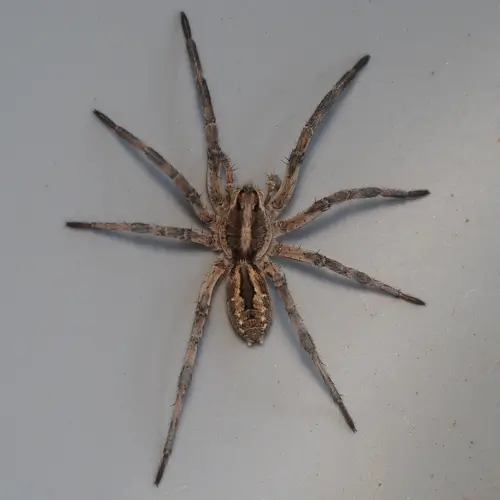 Middle Tennessee Homeowners: Watch for These Spiders This Fall 2 wolf spider